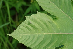 Chrysosoma globiferum