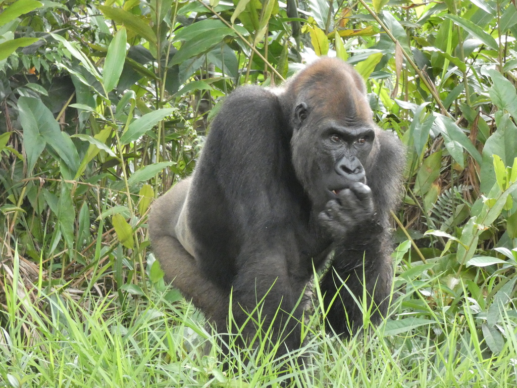 Gorille (Gorilla gorilla)