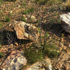Leucospermum bolusii