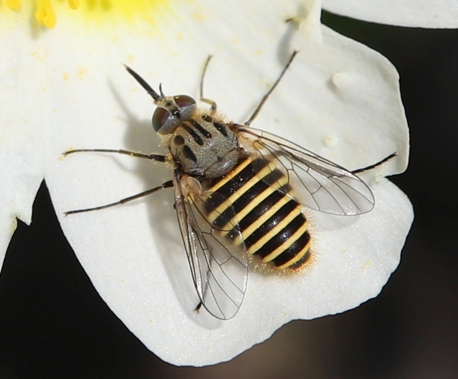 Usiini