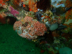 Margaretta levinseni