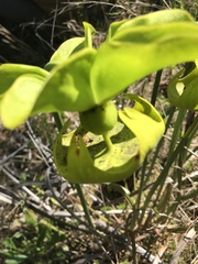 Sarracenia