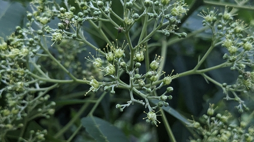 Eurycorymbus cavaleriei (H.Lév.) Rehder & Hand.-Mazz.