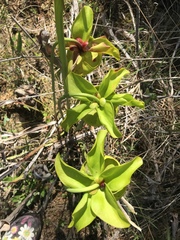 Sarracenia
