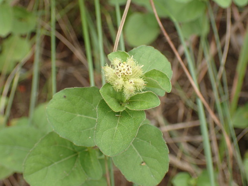 Image of Acanthospermum australe by (c) Mahomed Desai, some rights reserved (CC BY)