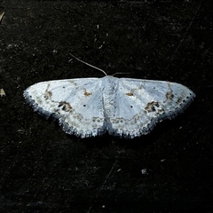 Scopula lautaria