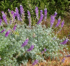 Lupinus paynei