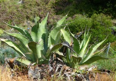 Agave salmiana