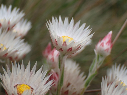 Image of Helichrysum adenocarpum by (c) Mahomed Desai, some rights reserved (CC BY)