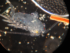 Neocopepoda