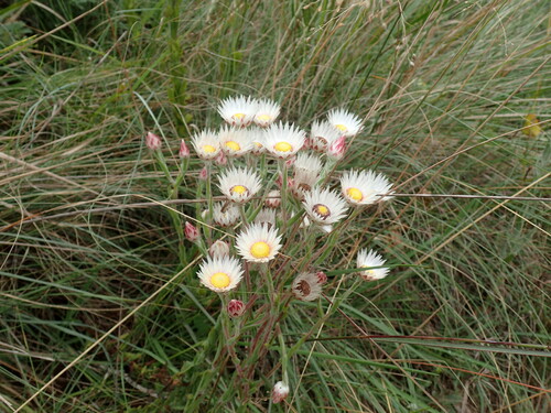 Image of Helichrysum adenocarpum by (c) Mahomed Desai, some rights reserved (CC BY)