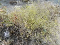 Haplophyllum tuberculatum