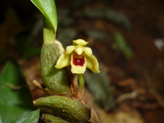 Maxillaria variabilis