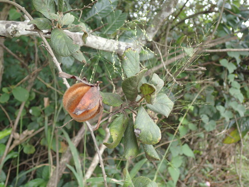 Image of Diospyros villosa by (c) Mahomed Desai, some rights reserved (CC BY)