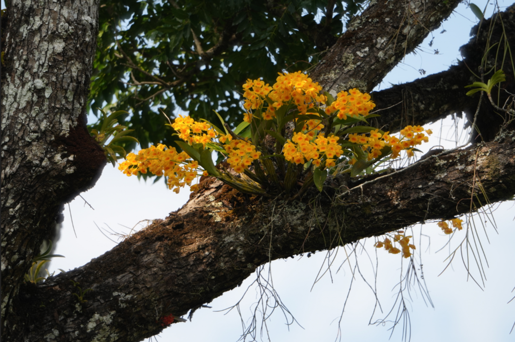 Dendrobium chrysotoxum Lindl. 2
