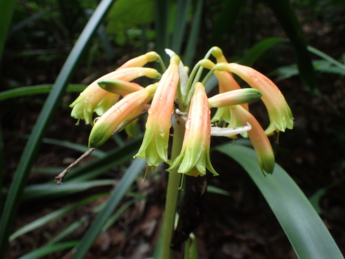 Clivia gardenii, photograph 3