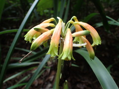 Clivia gardenii, photograph (c) Mahomed Desai, some rights reserved (CC BY)