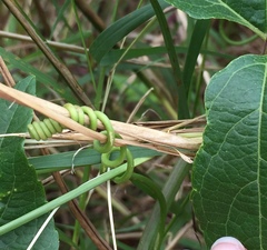 Passiflora