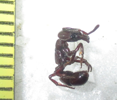 Plectroctena subterranea