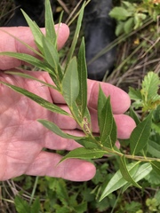 Amsonia tabernaemontana