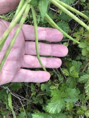 Amsonia tabernaemontana