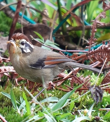 Schoeniparus castaneceps