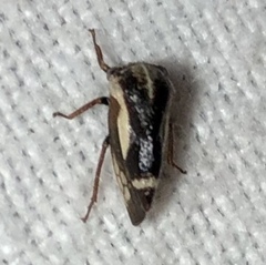 Ophiderma