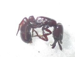 Plectroctena subterranea