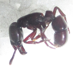 Plectroctena subterranea