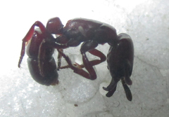 Plectroctena subterranea