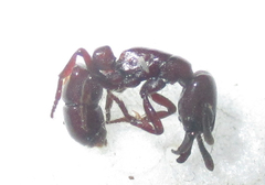 Plectroctena subterranea