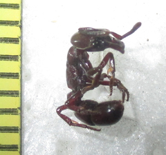 Plectroctena subterranea