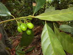Compsoneura mexicana