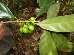 Compsoneura mexicana