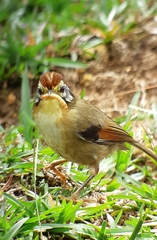 Schoeniparus castaneceps