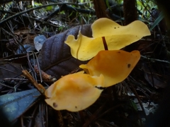 Hymenogloea papyracea