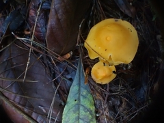 Hymenogloea papyracea