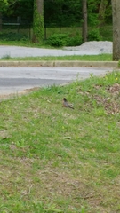 Turdus migratorius