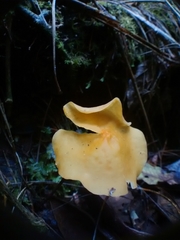 Hymenogloea papyracea