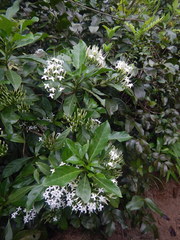 Pavetta hongkongensis