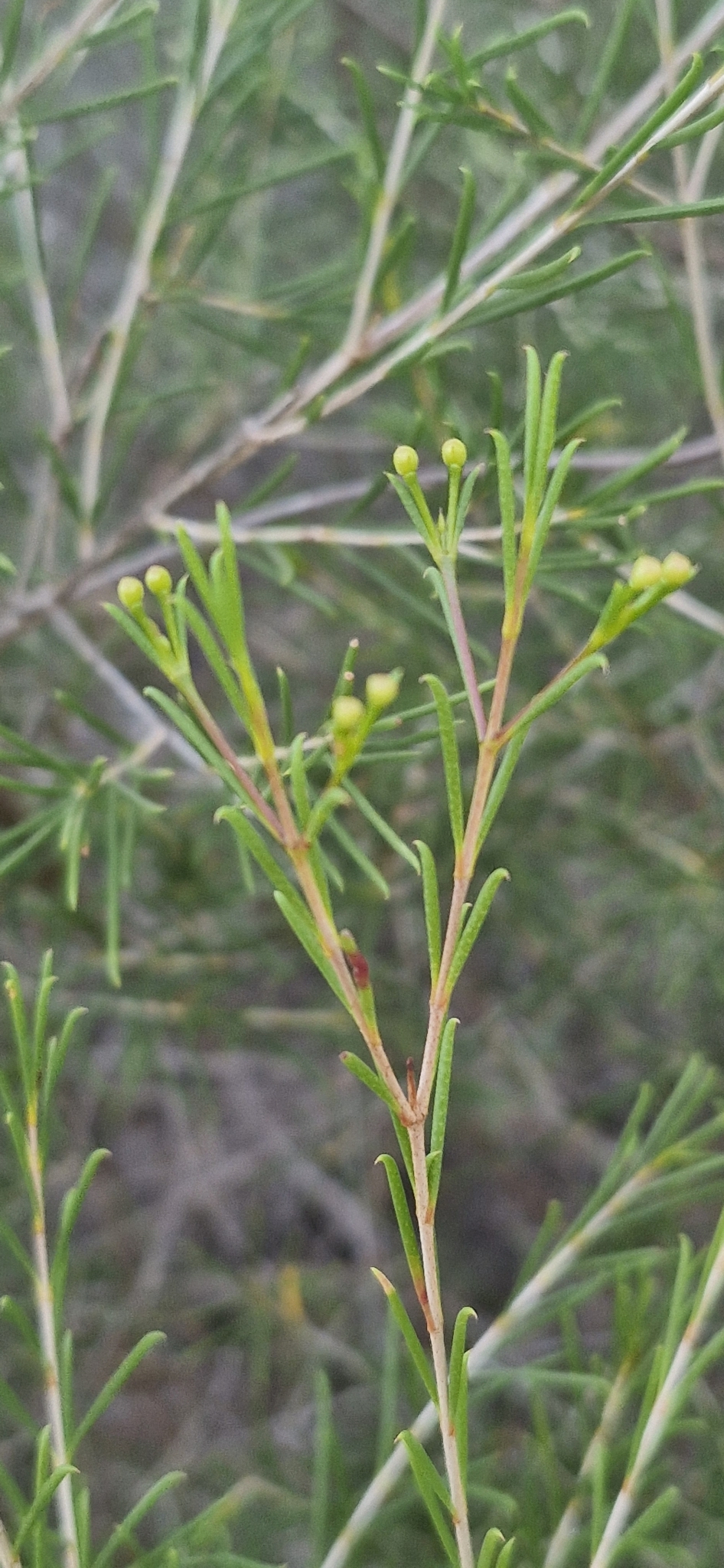 Imagem de Flor-de-cera