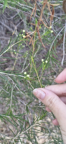 Foto de Flor-de-cera