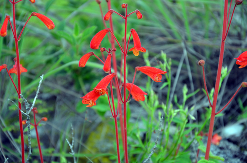 Sinningia nordestina