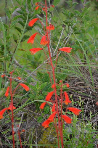 Sinningia nordestina