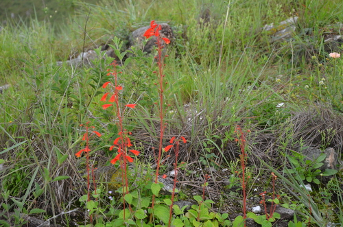 Sinningia nordestina