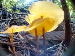Hymenogloea papyracea