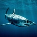 Mako Sharks - Photo (c) Alison Kock, some rights reserved (CC BY-NC), uploaded by Alison Kock