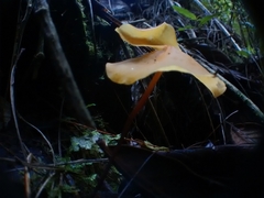 Hymenogloea papyracea