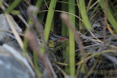 Sceloporus parvus