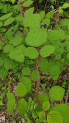 Rubus phoenicolasius